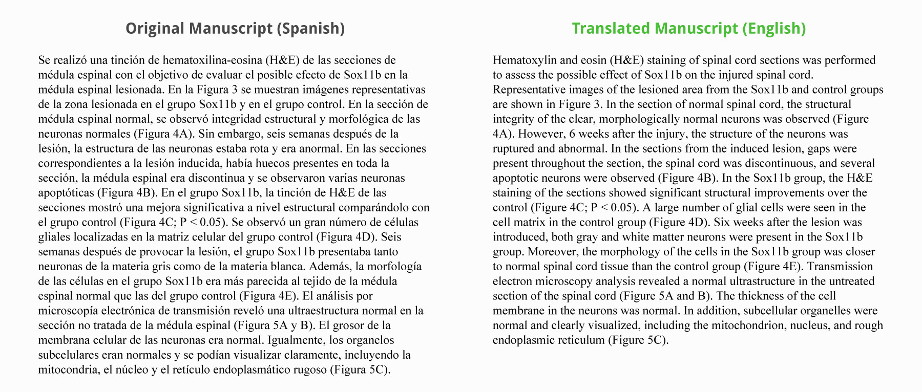 translate a document from spanish to english free